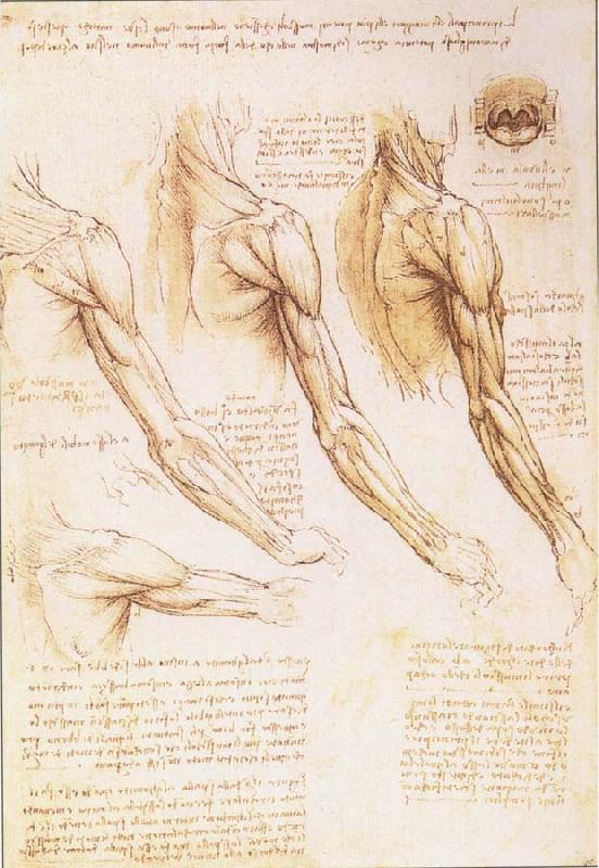 LEONARDO da Vinci The muscles of arm, shoulder and neck Sweden oil painting art